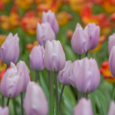 Tulpan Triumf Tulipa Silver Cloud 7st