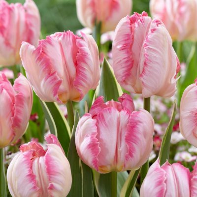 Tulpan Papegoj Tulipa Silver Parrot 7st