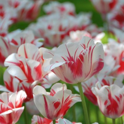 Tulpan Enkel Sen Tulipa Sorbet 7st
