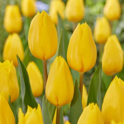 Tulpan Triumf Tulipa Strong Gold 10st