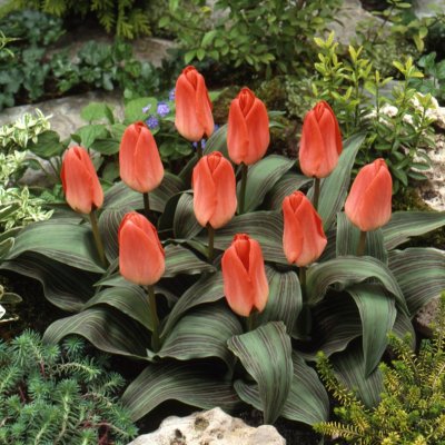 Påfågelstulpan Tulipa greigii Sweet Lady 10st