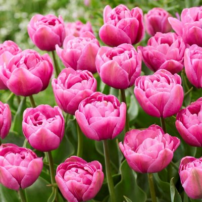 Tulpan Dubbel Sen Tulipa Tabledance 7st