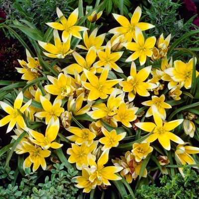 Flocktulpan Tulipa tarda 10st