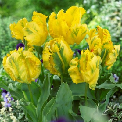 Tulpan Papegoj Tulipa Texas Gold 7st