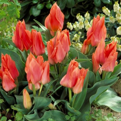 Påfågelstulpan Tulipa greigii Toronto 20st
