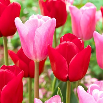 Tulpan Darwin Tulipa Feeling Love Mix 10st