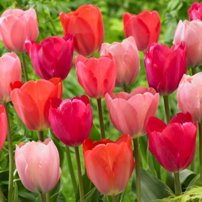 Tulpan Darwin Tulipa Flower Parade Mix 20st