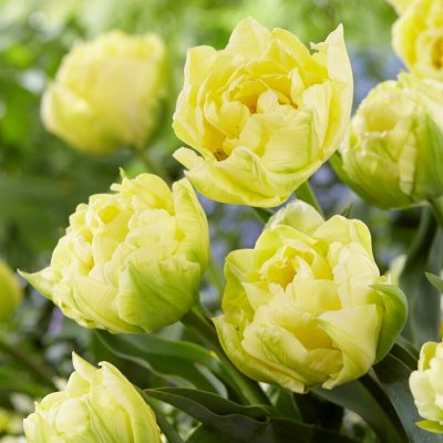 Tulpan Dubbel Tidig Tulipa Verona 7st