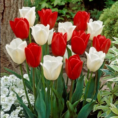 Tulpan Triumf Tulipa Amsterdam Garden Mix 10st