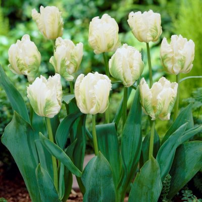 Tulpan Papegoj Tulipa White Parrot 7st