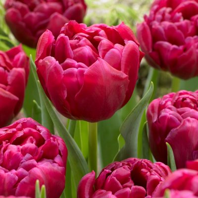 Tulpan Dubbel Sen Tulipa World Bowl 7st