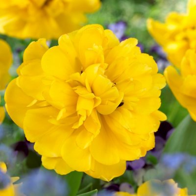 Tulpan Dubbel Sen Tulipa Yellow Pomponette 10st