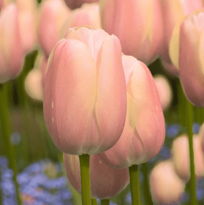 Tulpan Triumf Tulipa Apricot Copex 7st