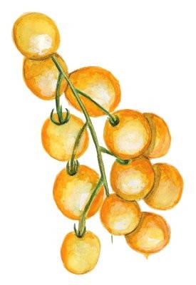 Busktomat Tumbling Tom Yellow - Solanum lycopersicum Tumbling Tom Yellow