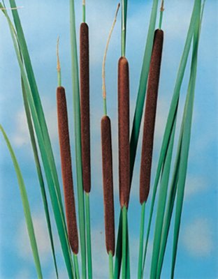 Typha angustifolia, Smalkaveldun, P9cm