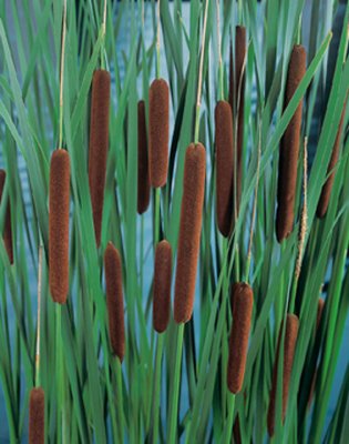 Typha latifolia, Bredkaveldun, P9cm