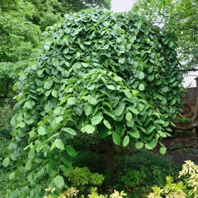 Ulmus glabra Camperdownii, Hängalm, 200 stam C15