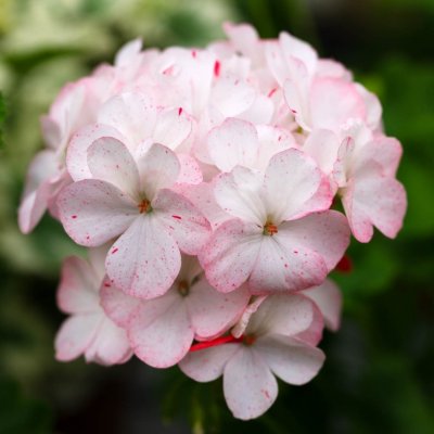 Äggskalspelargon Unicorn Polka Dot, kruka