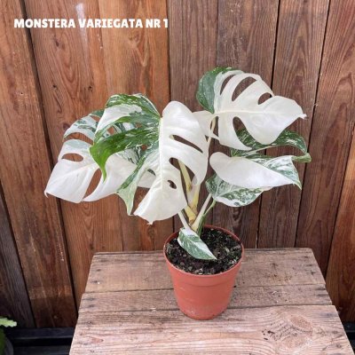 Monstera deliciosa Variegata