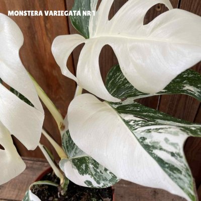 Monstera deliciosa Variegata