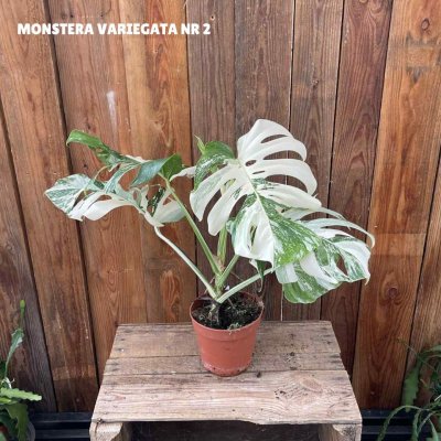 Monstera deliciosa Variegata