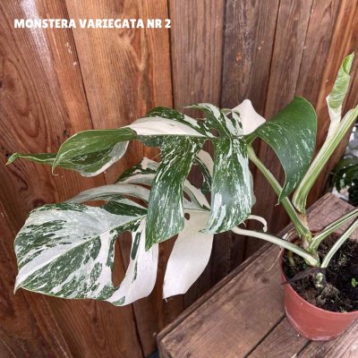 Monstera deliciosa Variegata