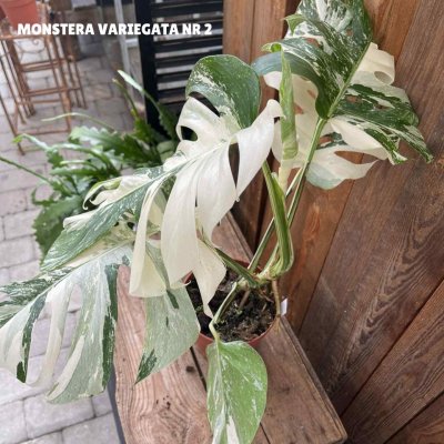 Monstera deliciosa Variegata