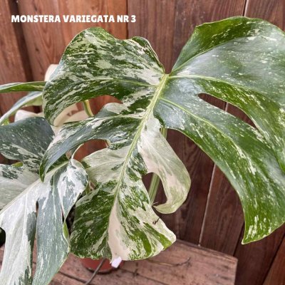 Monstera deliciosa Variegata