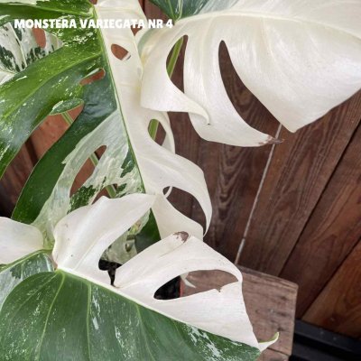 Monstera deliciosa Variegata