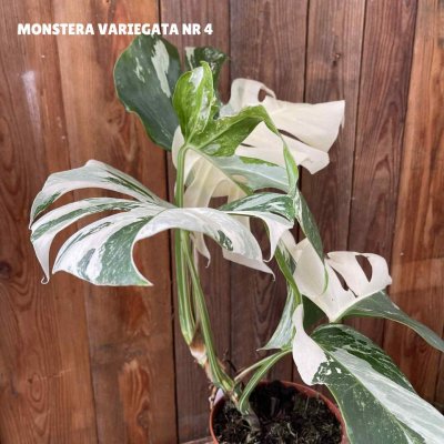 Monstera deliciosa Variegata