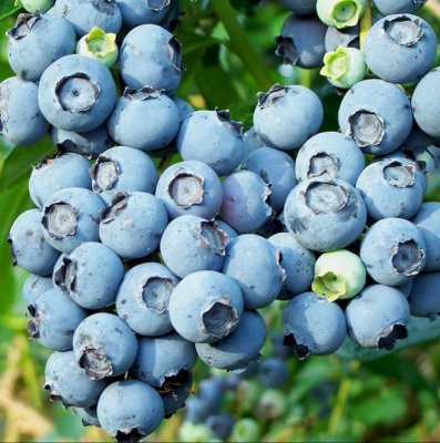 Vaccinium corymbosum Spartan, Amerikansk Blåbär