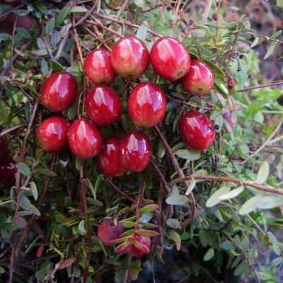 Vaccinium macrocarpon Macro Hoves