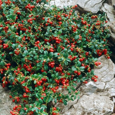Vaccinium vitis idaea Ida, Lingon, C2