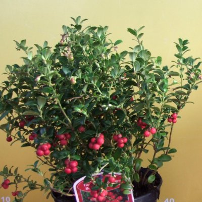 Vaccinium vitis idaea Runo Bielawskie