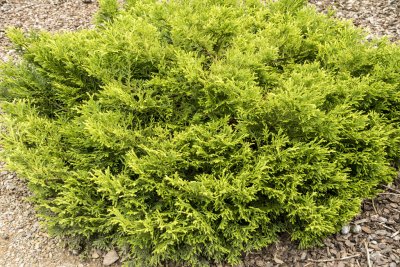 Thujopsis dolabrata Nana, Dvärghiba