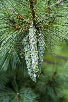 Pinus x schwerinii Wiethorst, Hybridtall