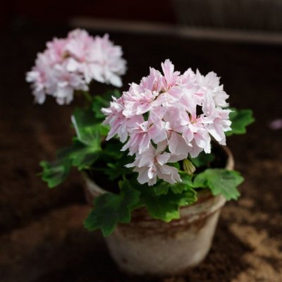 Dvärg-stjärnpelargon Vectis Finery, kruka