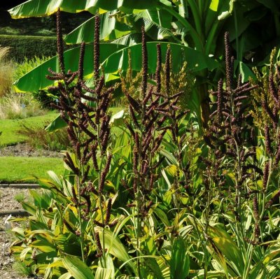 Veratrum nigrum, Svart Nysrot, P9cm