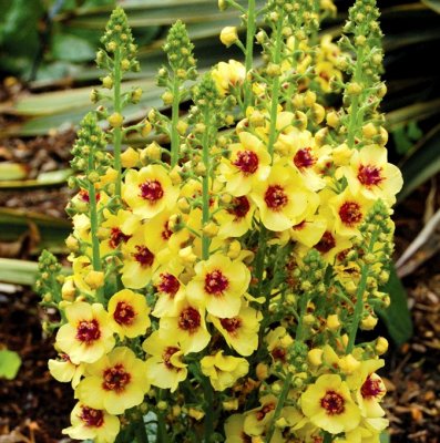 Verbascum hybr. Dark Eyes ®, Trädgårdskungsljus, P9cm