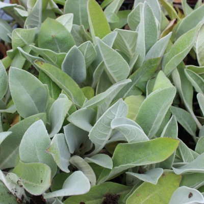 Verbascum bombyciferum, Silverkungsljus, SQ1