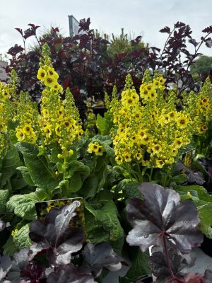 Verbascum hybr. Dark Eyes ®, Trädgårdskungsljus