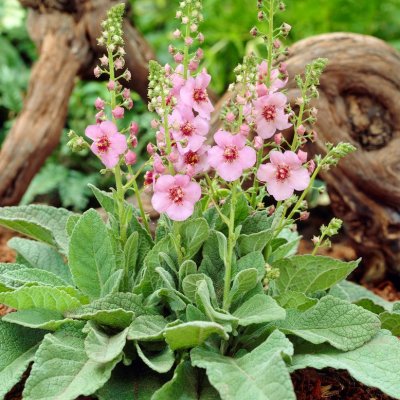 Verbascum hybr. Jackie in Pink, Trädgårdskungsljus, P9cm