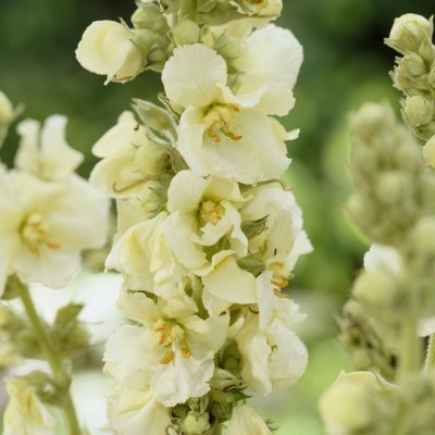 Verbascum phlomoides Spica (Snow Maiden), Läkekungsljus