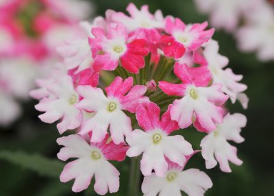 Verbena, Stickling, Bebop ® Pink