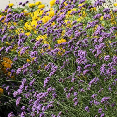Verbena bonariensis Vanity, Jätteverbena