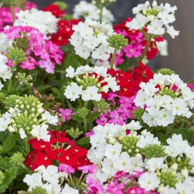 Verbena Firehouse ™ MixMasters ® Pink Fire, stickling 2-pack