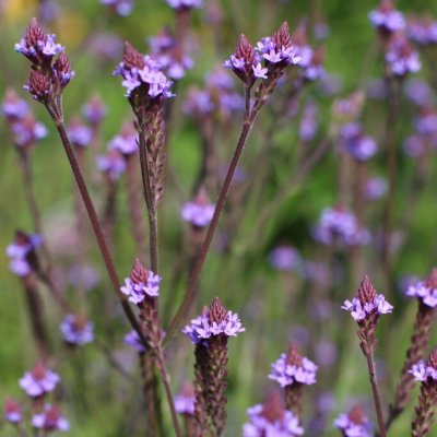 Verbena hastata Blue Spires