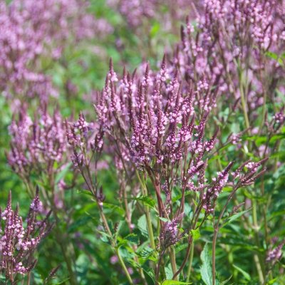 Verbena hastata Rosea, Rosa Blåverbena, P9cm