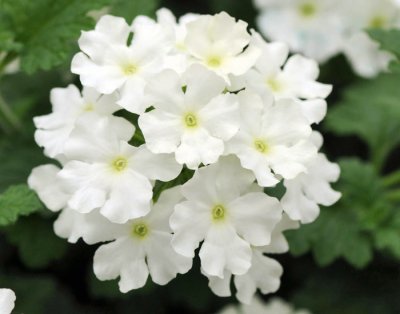 Verbena, Stickling, Lascar ® Brilliant White