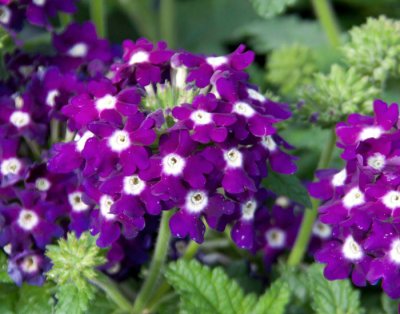 Verbena, Stickling, Lascar ® Dark Violet '15